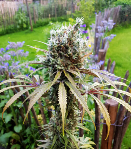 Amnesia Mac Ganja (AMG) (Royal Queen Seeds)