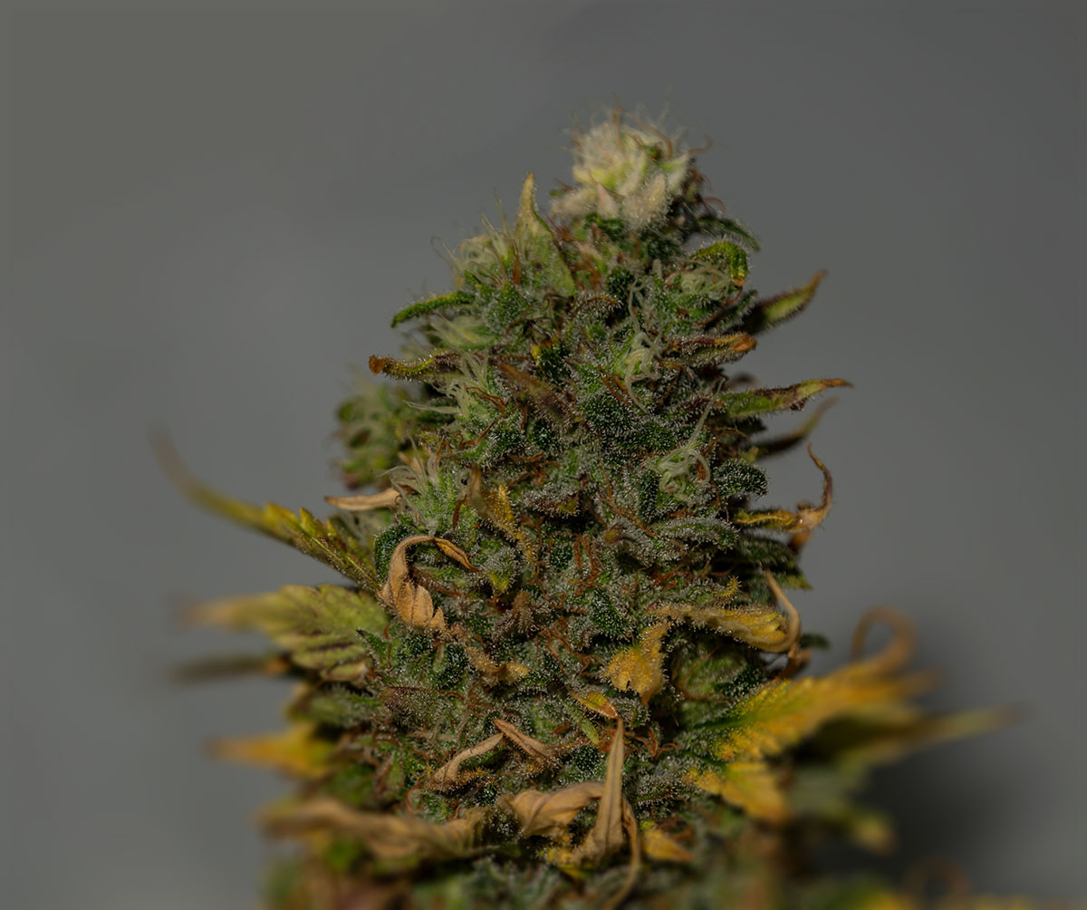 G13 - Strain Information