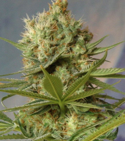 Fast Bud Autofloraison