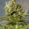 Fast Bud Autofloraison