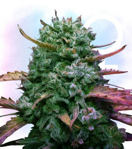 runtz strains strain