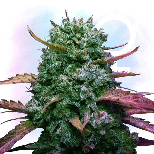 Strain Review Fresh Bros