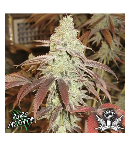 Best pot seeds - How to get marijuana feminized Forbidden Fruit strain seeds with free shipping