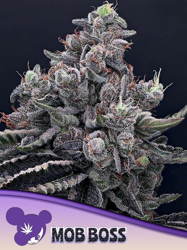 Mob Boss - Strain Information - Cannaconnection.com - Strain Information