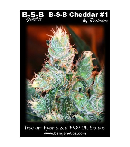 BSB Cheddar 1