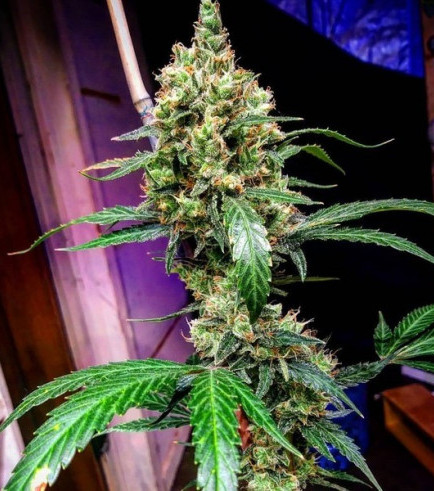 Mandarine Dream XL Auto