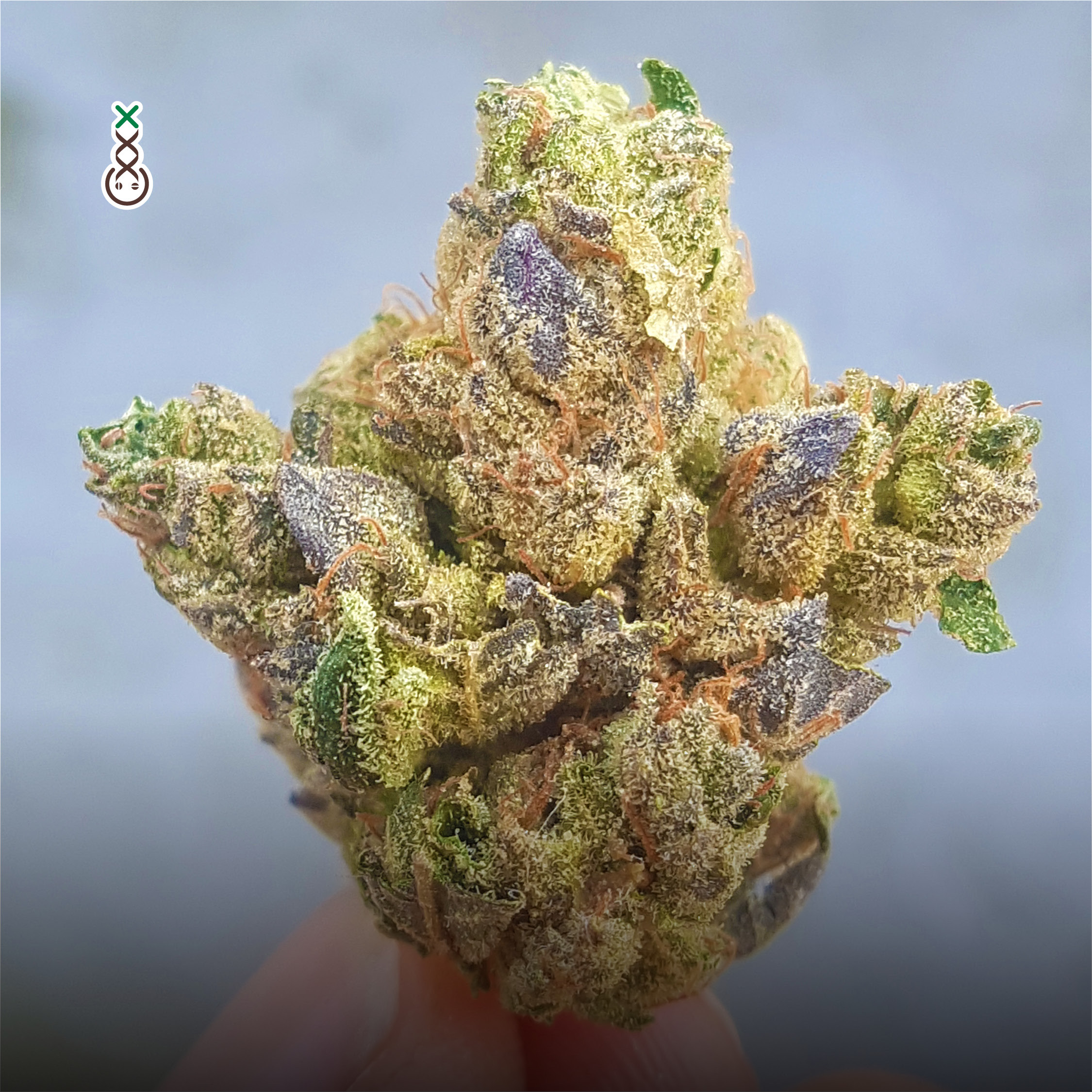 Blue Magic - Strain Information -  - Strain Information