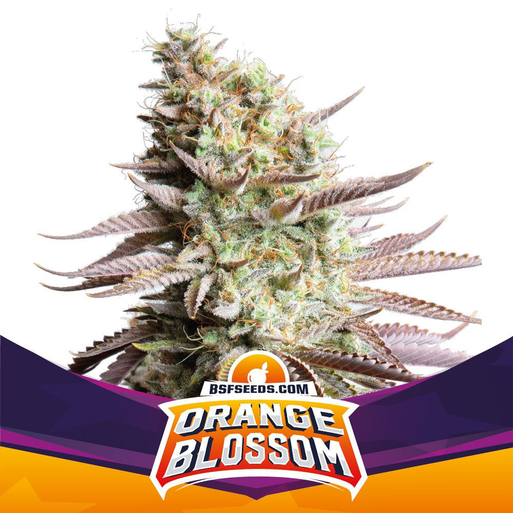 Orange Blossom - Strain Information -  - Strain
