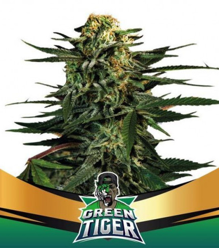 Green Tiger