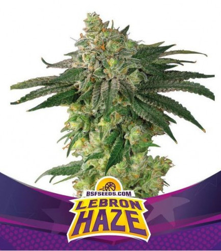 Lebron Haze