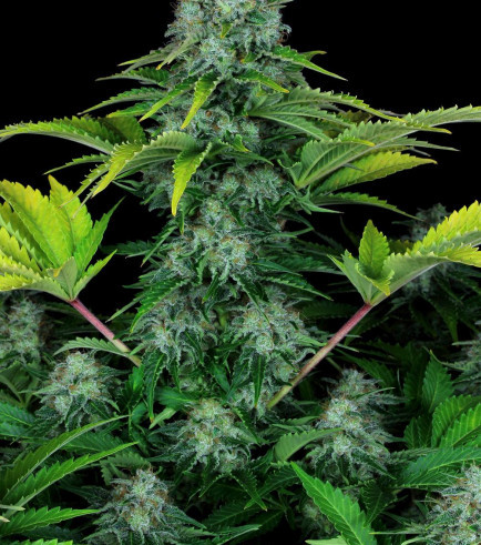 Ice Cream (Paradise Seeds)