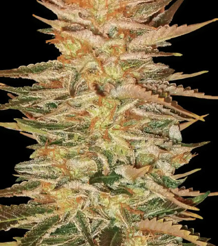 Ice Cream (Paradise Seeds)