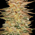 Ice Cream (Paradise Seeds)