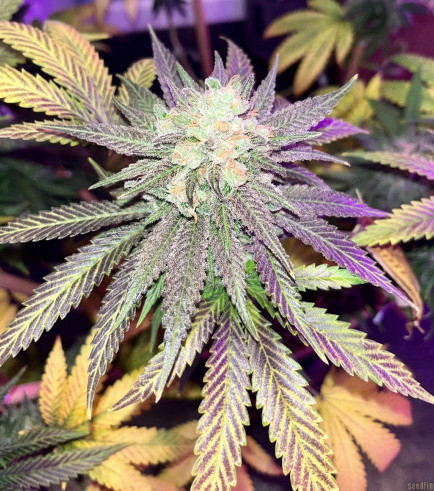 Cherry Pie Kush