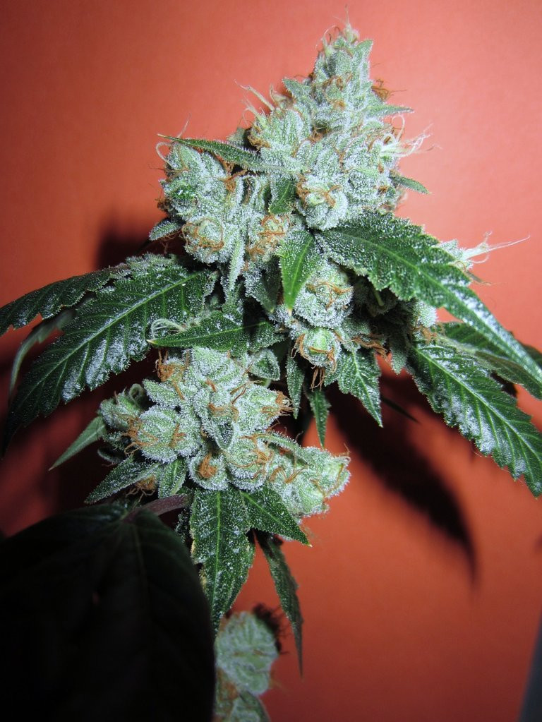 King Louis XIII - Strain Information -  - Strain  Information