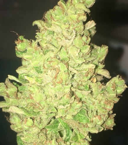 Auto Melon Gum