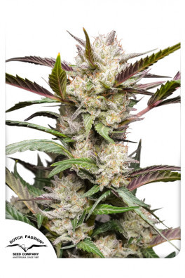 Auto Mimosa Punch