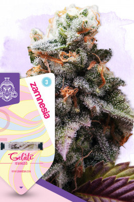 Gelato