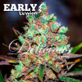 Cotton Candy Kush Early Version