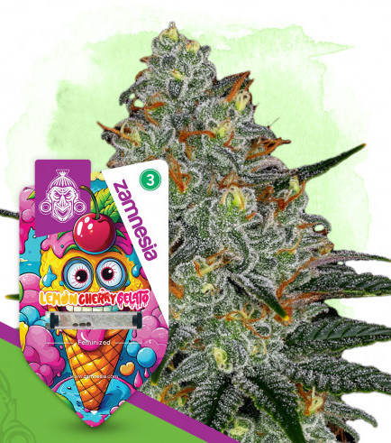 Lemon Cherry Gelato