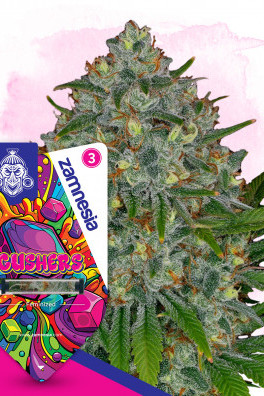Gushers