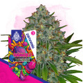 Gushers