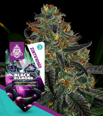 Black Diamond