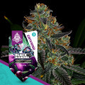 Black Diamond