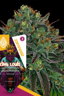 King Louis XIII