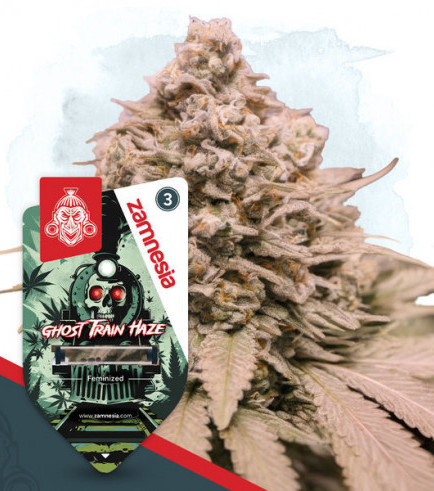 Ghost Train Haze