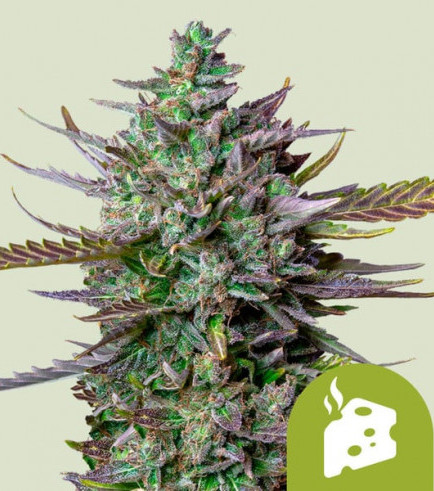 Blue Cheese Autofloraison