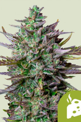 Blue Cheese Autofloreciente