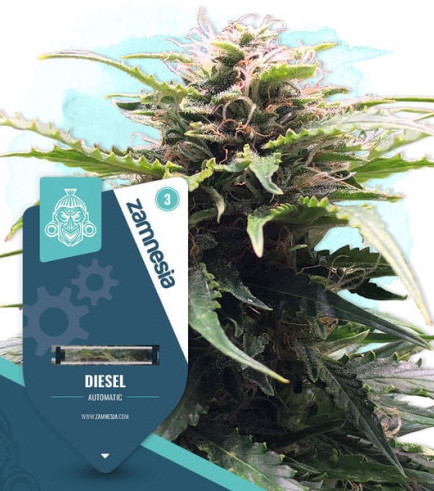 Diesel Autofloraison
