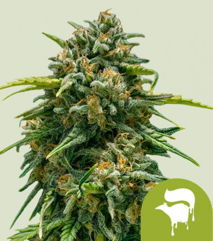 Sweet Skunk Autoflowering