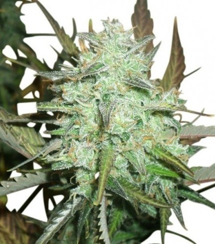 Blueberry Autofloraison (Zativo Seeds)