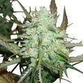 Blueberry Autofloraison (Zativo Seeds)