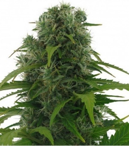 Northern Lights Autofloraison (Zativo Seeds)