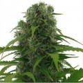 Northern Lights Autofloraison (Zativo Seeds)