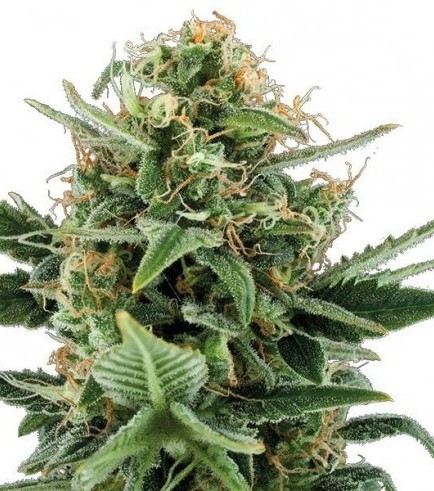 Jack Herer Autofloraison (Zativo Seeds)