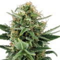 Jack Herer Autofloreciente (Zativo Seeds)