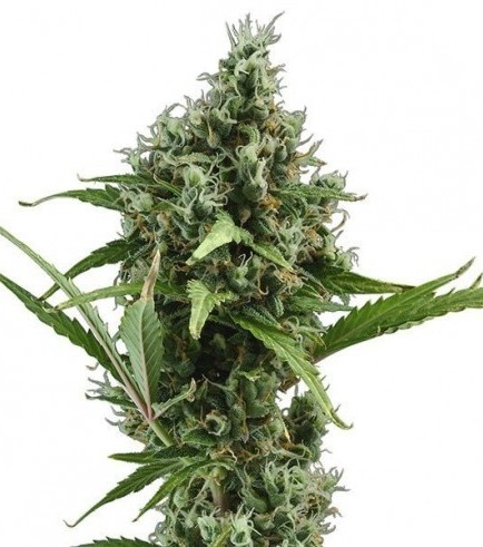 Amnesia Haze Autofloraison (Zativo Seeds)