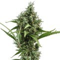 Amnesia Haze Autofloraison (Zativo Seeds)