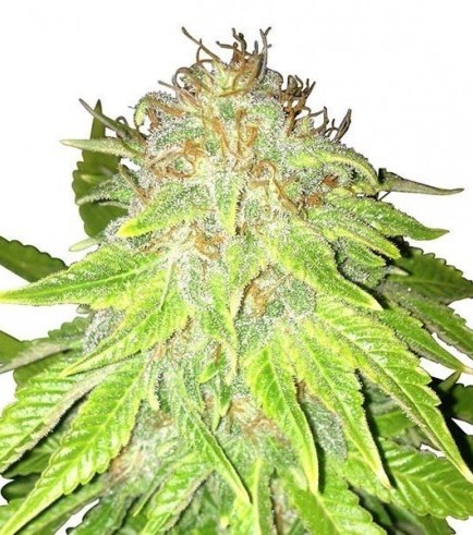 Kalashnikov Autofloraison (Zativo Seeds)