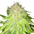 Kalashnikov Autofloraison (Zativo Seeds)