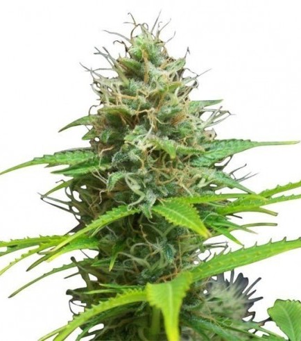 Sweet Candy Autofloraison (Zativo Seeds)