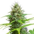 Sweet Candy Autofloreciente (Zativo Seeds)