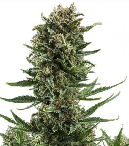 White Widow Autofloraison (Zativo Seeds)