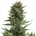 White Widow Autofloraison (Zativo Seeds)