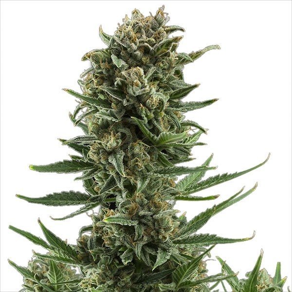 Bioseeds отзывы. Канабис сорта White Widow. Канабис сорт белая вдова. Белая вдова автоцвет. Сорт White Widow auto fem.