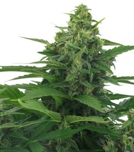 Original Skunk Autofloraison (Zativo Seeds)